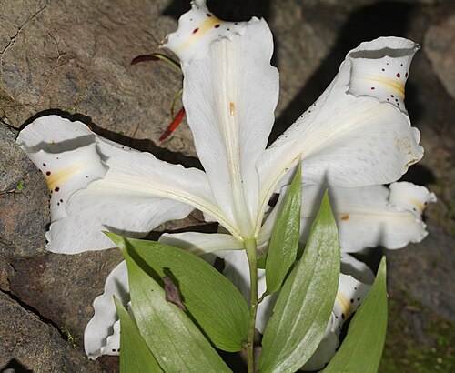 Gold band Lily: Lilium auratum , in Mount Hijiri, Iida, Nagano prefecture, Japan.