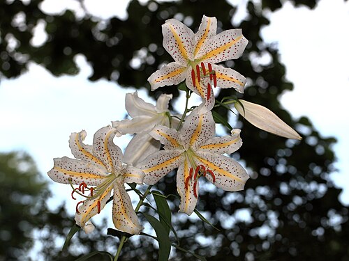 Gold band Lily: Lilium auratum Lind. in Kawaguchi Green Center, Kawaguchi
