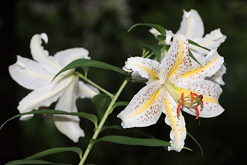 Gold band Lily: Lilium auratum Lindl. Kawaguchi Green Center