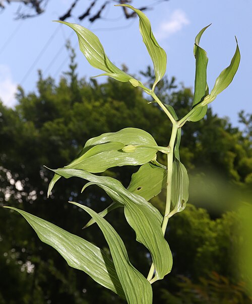 Gold band Lily: Lilium auratum with bud in Mount Horaiji, Shinshiro, Aichi Prefecture, Japan.