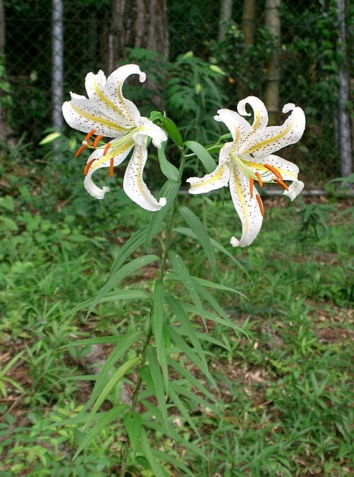 Gold band Lily: Lilium auratum