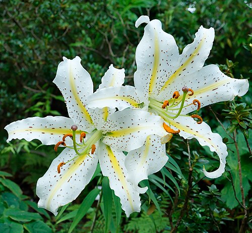 Gold band Lily: Lilium japonicum