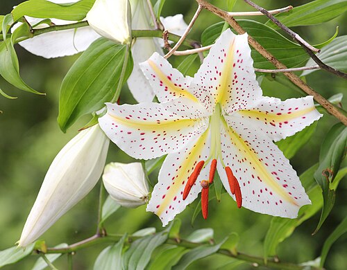 Gold band Lily: Lilium auratum in Mount Tonmaku, Hamamatsu, Shizuoka Prefecture, Japan