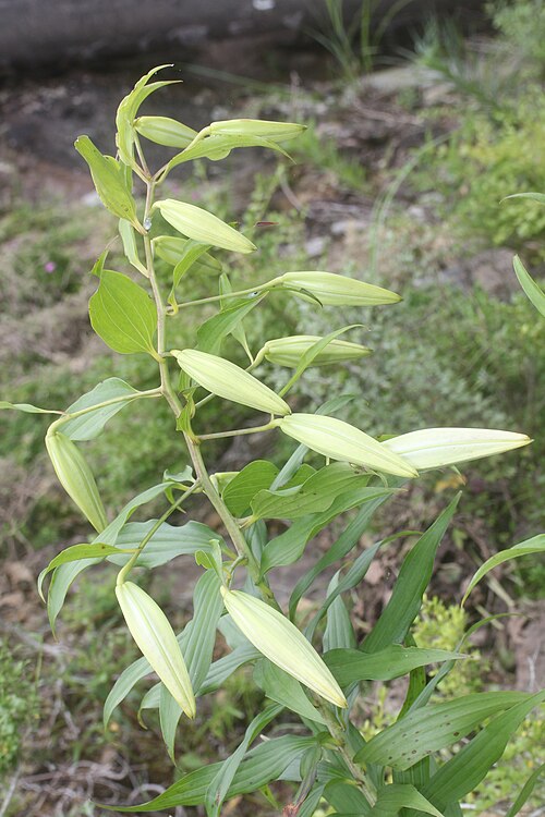 Gold band Lily: Lilium auratum in Shindhiro, Aichi Prefecture, Japan.