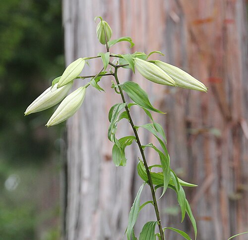 Gold band Lily: Lilium auratum in Mount Tonmaku, Yumihari Mountains, Hamamatsu, Shizuoka Prefecture, Japan