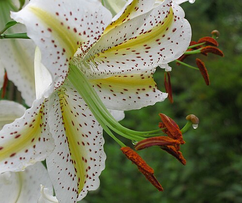 Gold band Lily: Gold-banded Lily / Lilium auratum Lindl. / 山百合
