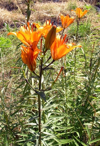 Orange lily (Lilium bulbiferum)