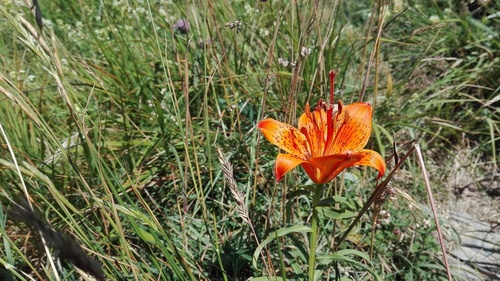 Orange lily (Lilium bulbiferum)
