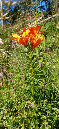 Orange lily (Lilium bulbiferum)