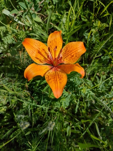 Orange lily (Lilium bulbiferum)