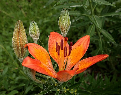 Orange lily: Orange Lily
