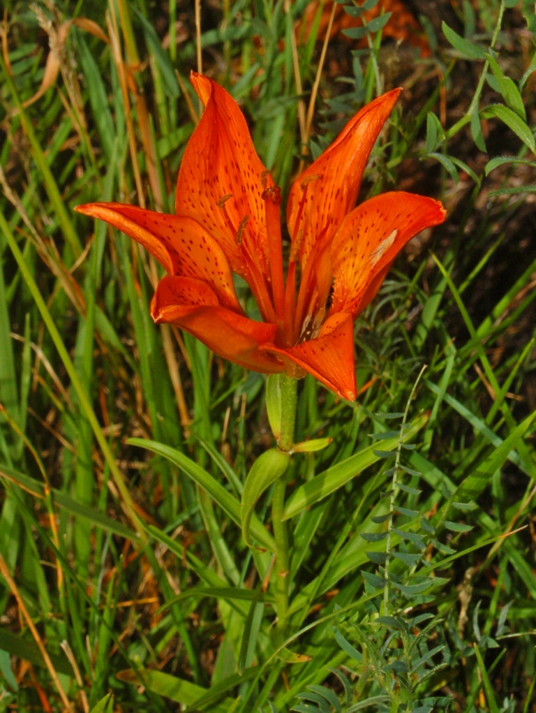 Orange lily: Lilium bulbiferum var. croceum - Parco dell'Antola, Genova, Italy