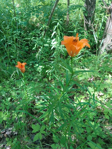 Orange lily (Lilium bulbiferum)