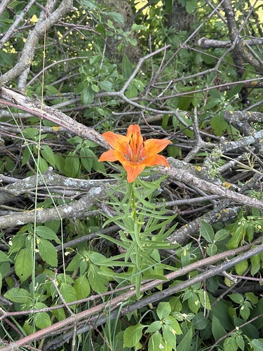 Orange lily (Lilium bulbiferum)