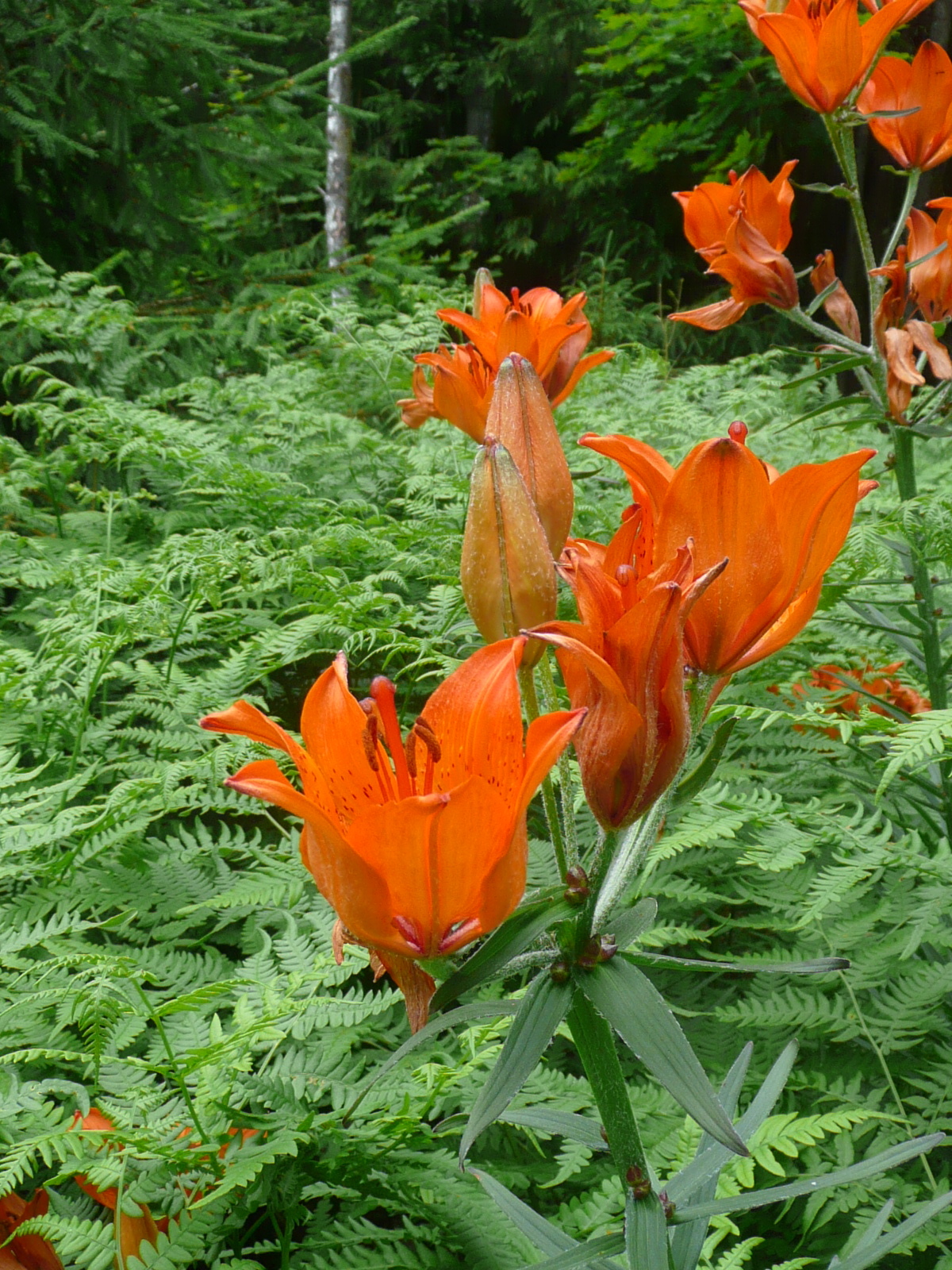 Orange lily: stugan 2010 På vandring, gamla landsvägar i Kalv. Övergivet torp