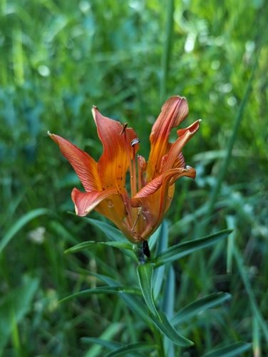 Orange lily (Lilium bulbiferum)