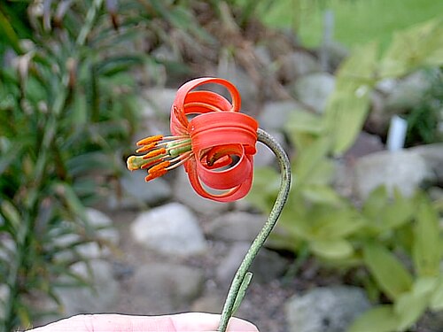 Lilium callosum: Lilium callosum
