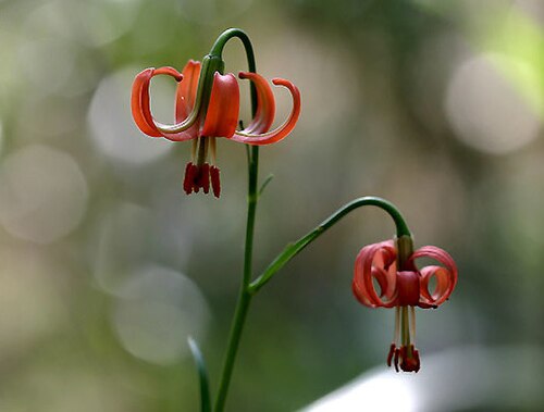 Lilium callosum: Siebold's Lily