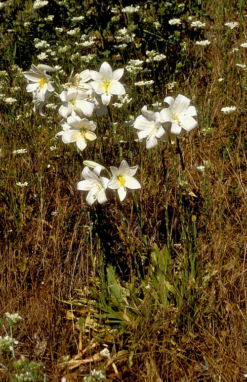 Madonna lily: Lilium candidum in habitat at Konitsa, Greece