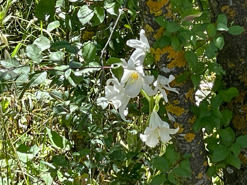 Madonna lily (Lilium candidum)