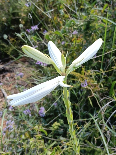 Madonna lily (Lilium candidum)