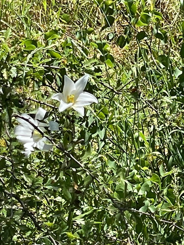 Madonna lily (Lilium candidum)
