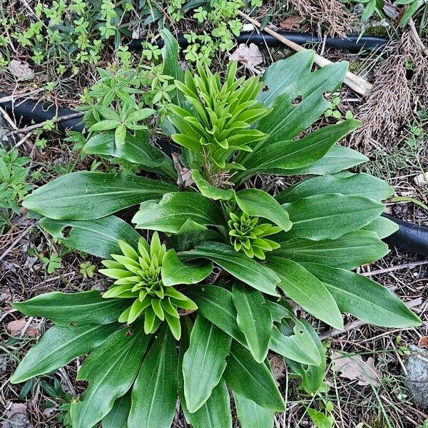 Madonna lily (Lilium candidum)