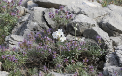 Madonna lily (Lilium candidum)
