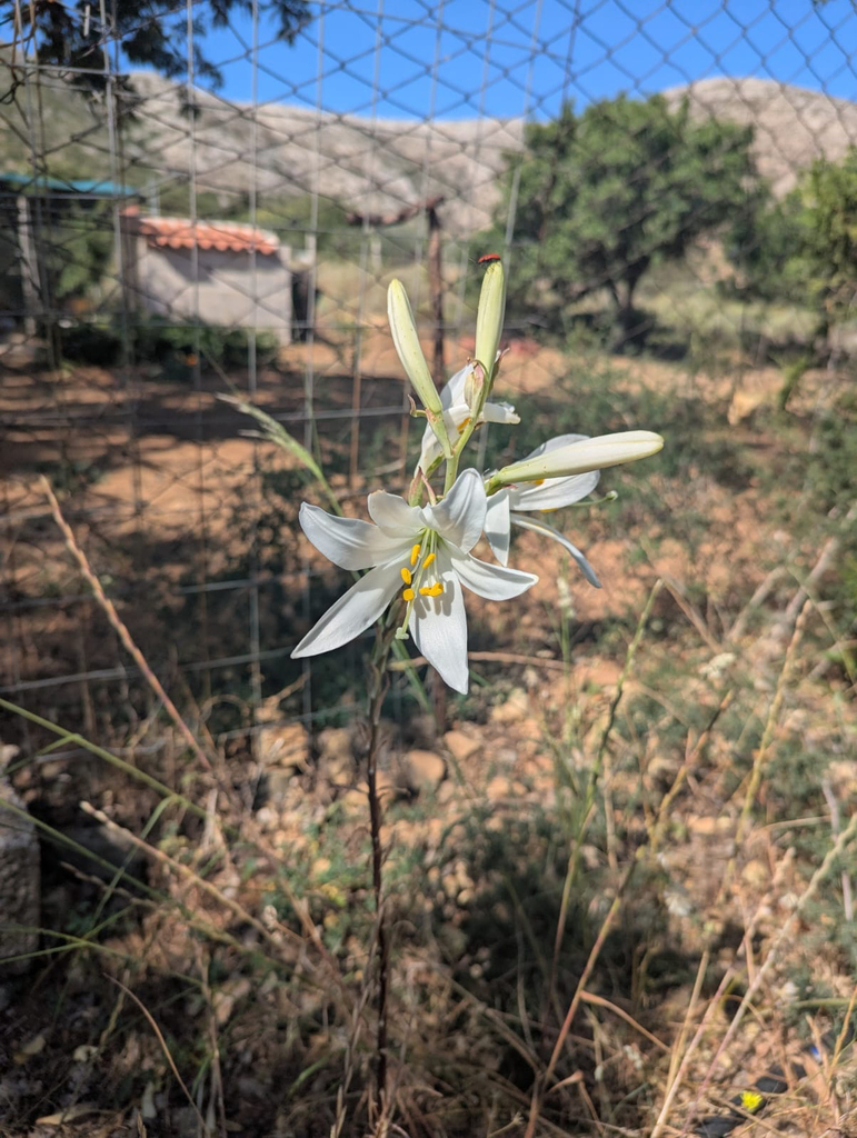 Madonna lily (Lilium candidum)