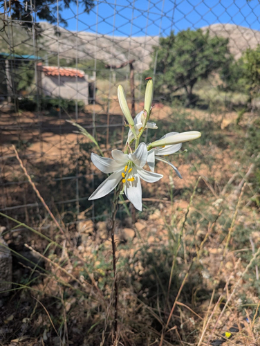 Madonna lily (Lilium candidum)
