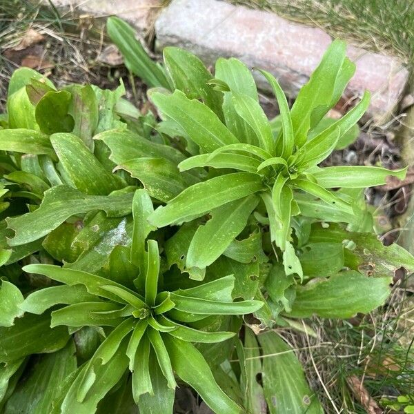 Madonna lily (Lilium candidum)