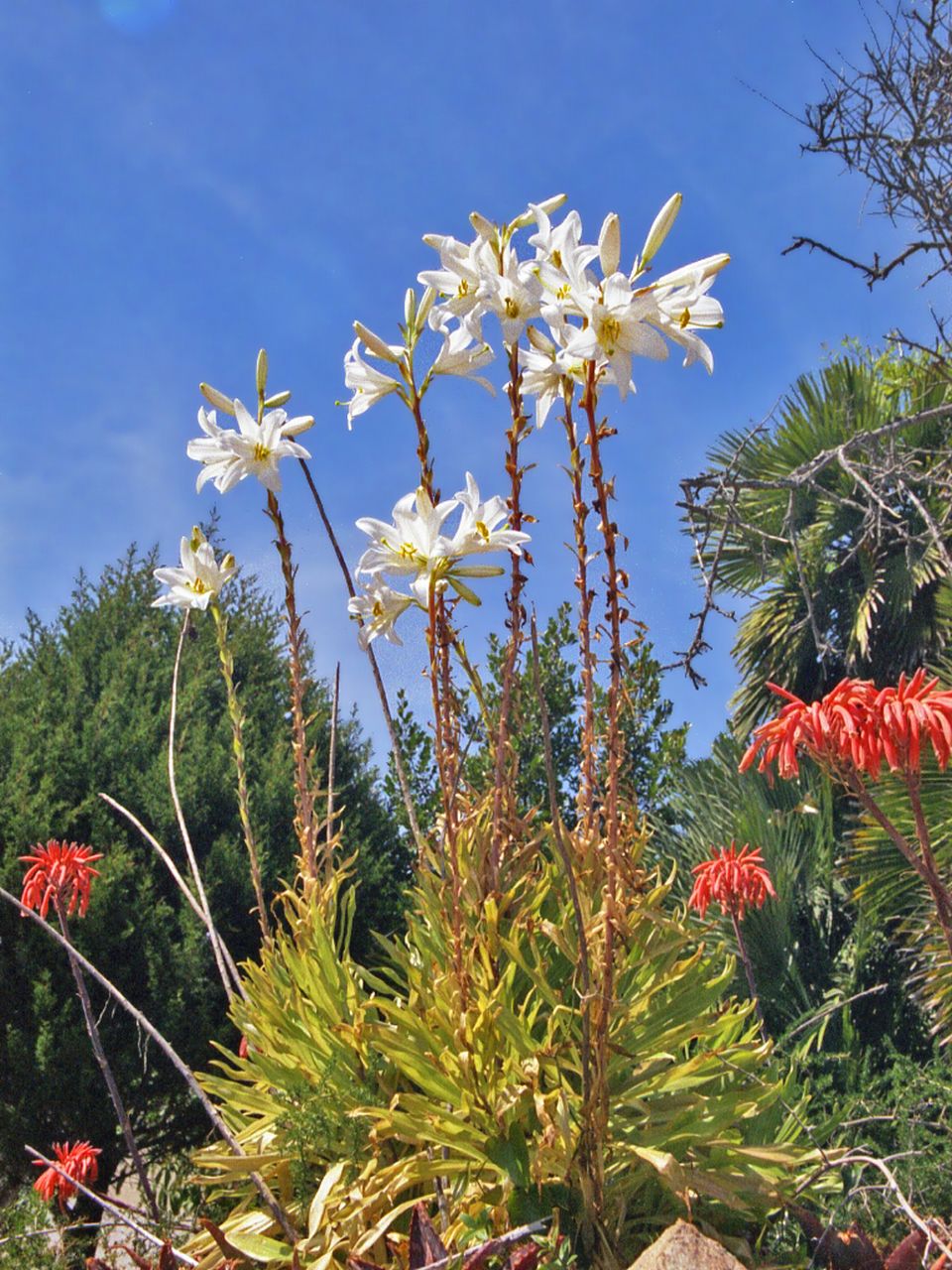 Madonna lily: Lilium candidum - Sardinia