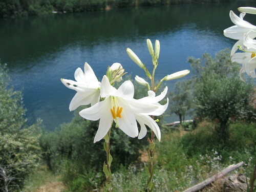 Madonna lily (Lilium candidum)