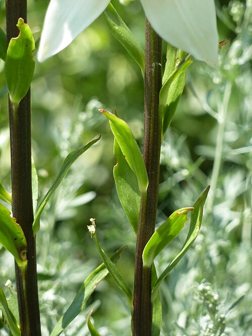 Madonna lily: Taken in the Cambridge University Botanic Garden