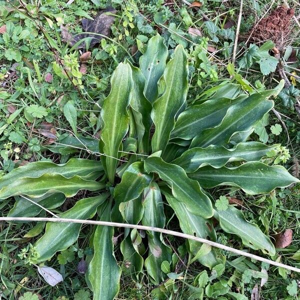 Madonna lily (Lilium candidum)