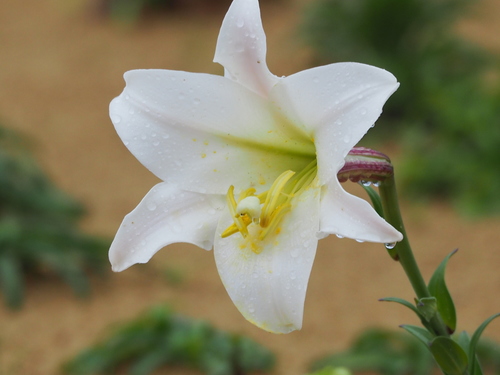 Easter lily (Lilium longiflorum)