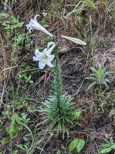 Easter lily (Lilium longiflorum)