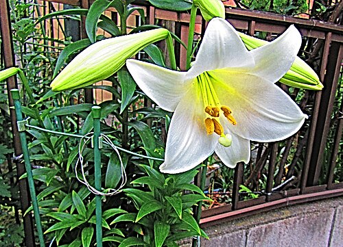 Easter lily: Easter Lily , (Lilium longiflorum) ( n. ) Japanese: テッポウユリ (Teppōyuri) , is a plant endemic to Ryukyu Islands (Japan) , eastern and northern Taiwan . Lilium for