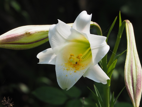 Easter lily (Lilium longiflorum)