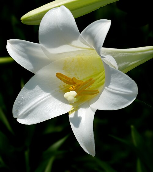 Easter lily: Easter Lily -- Lilium longiflorum