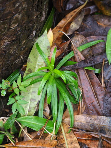 Easter lily (Lilium longiflorum)