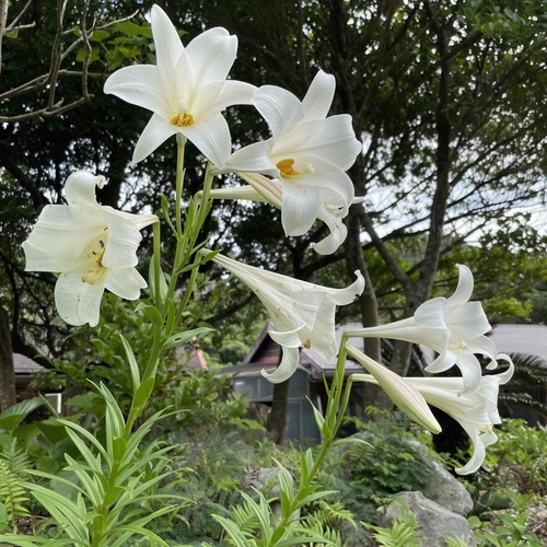 Easter lily (Lilium longiflorum)