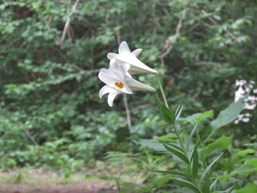 Easter lily (Lilium longiflorum)