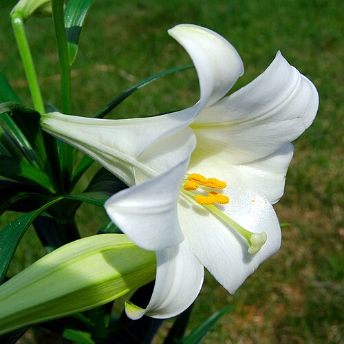 Easter lily: A lilium longiflorum , commonly known as an Easter Lily.