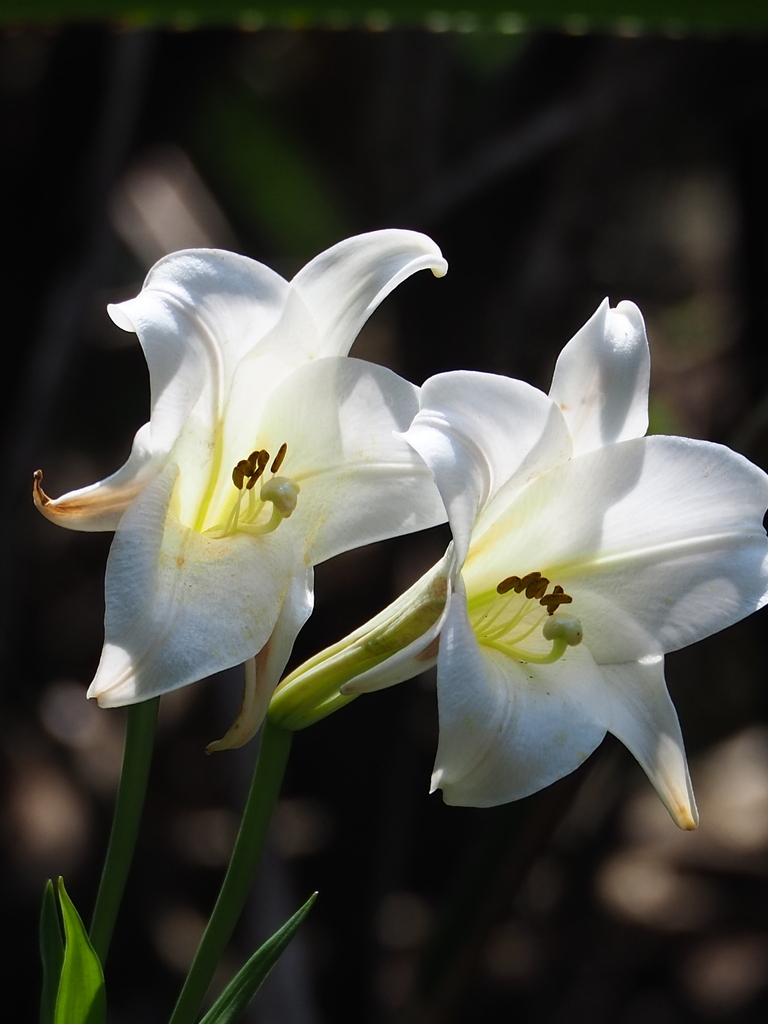 Easter lily (Lilium longiflorum)
