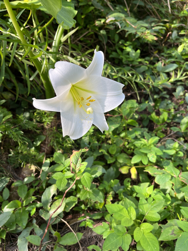 Easter lily (Lilium longiflorum)