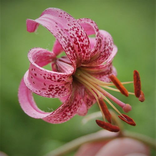 Martagon lily (Lilium martagon)