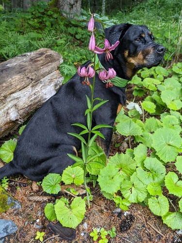 Martagon lily (Lilium martagon)