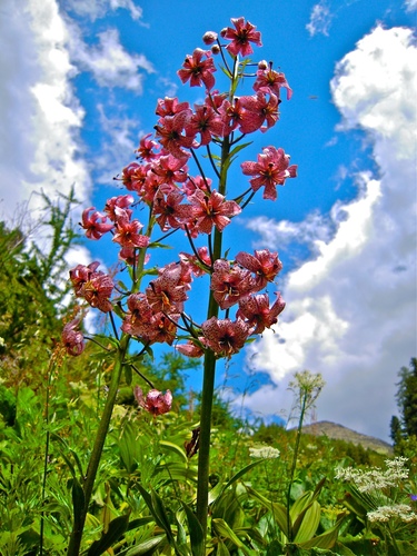 Martagon lily (Lilium martagon)