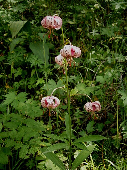 Martagon lily: Lilium martagon